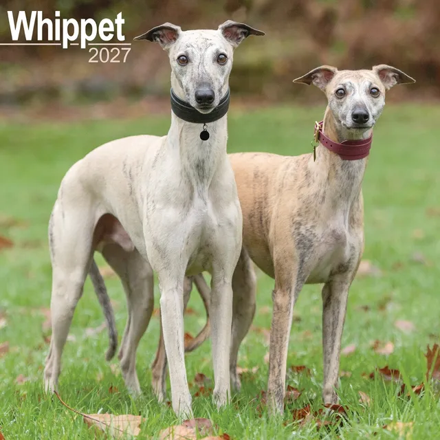 otter-house-whippet-wandkalender-2027-hundekalender image 1