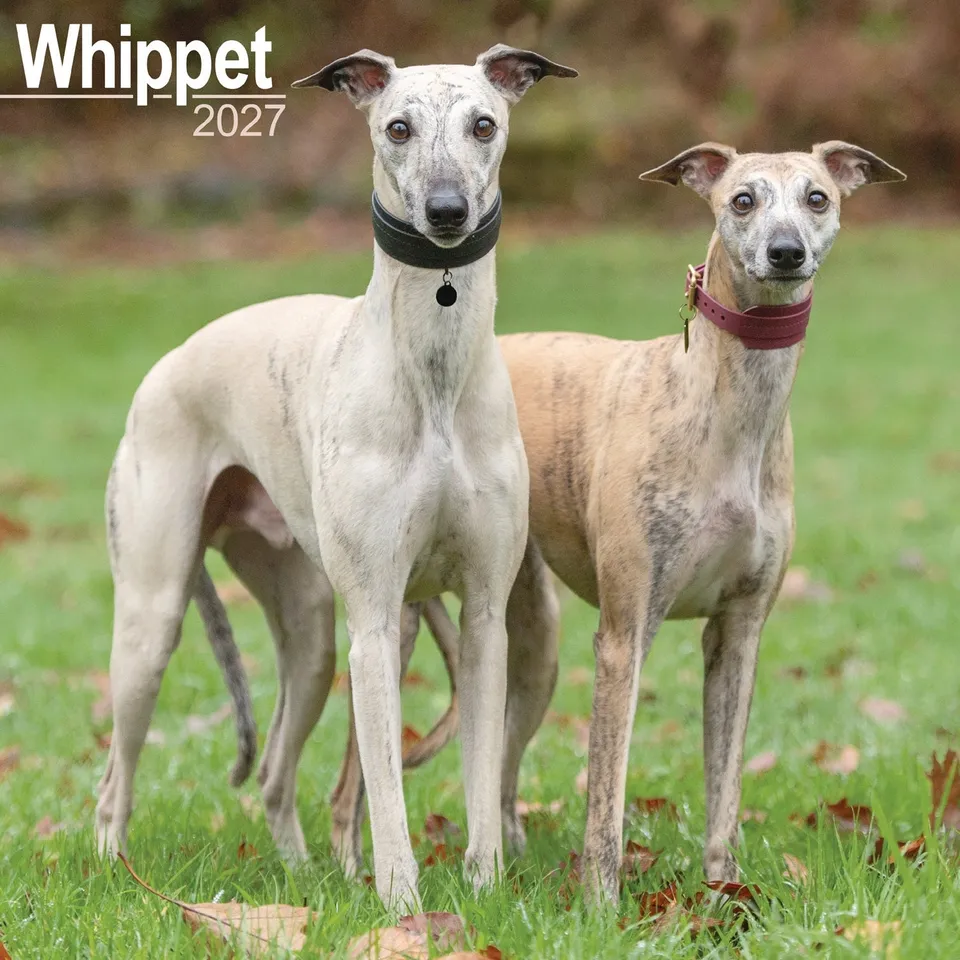 otter-house-whippet-wandkalender-2027-hundekalender image 1