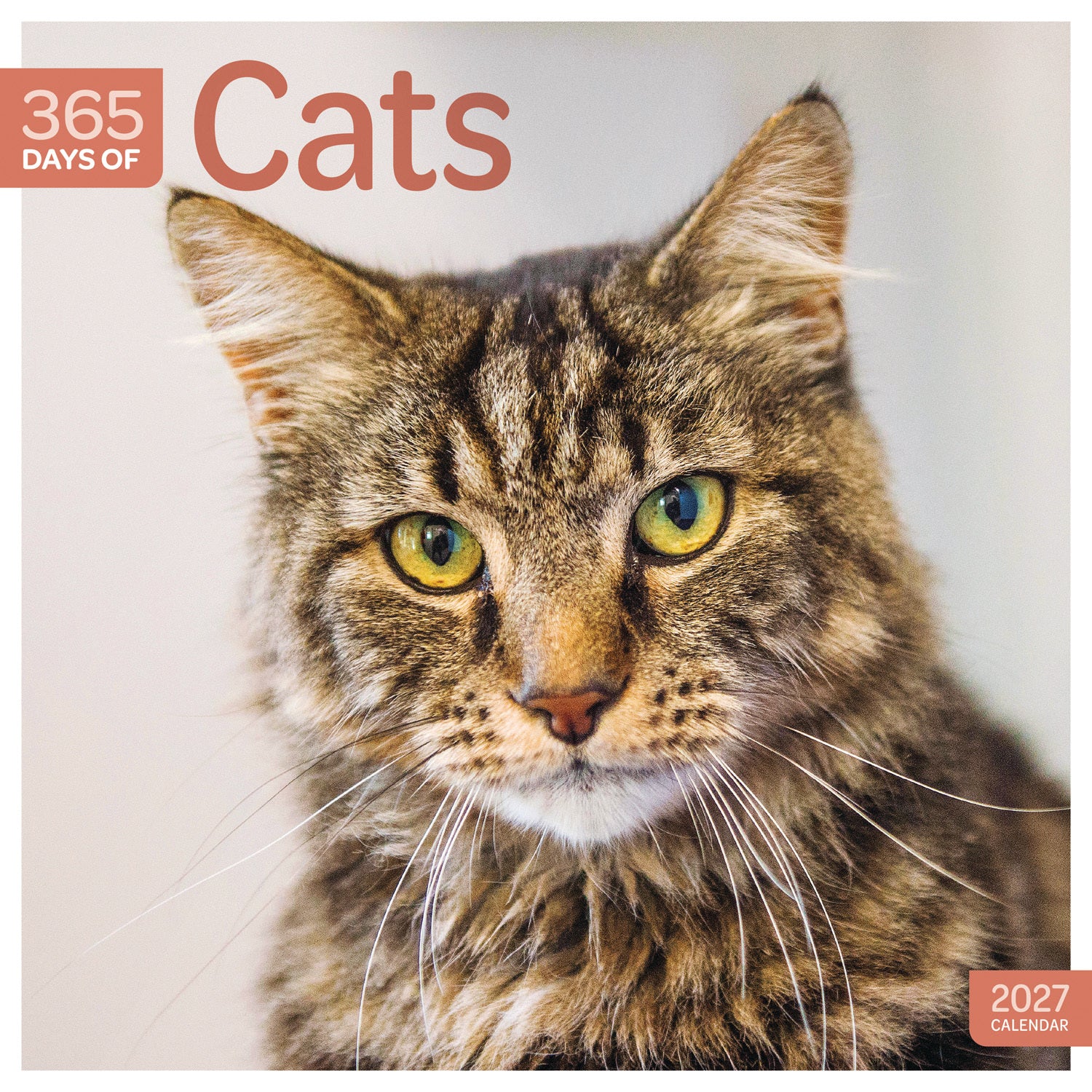 otter-house-cats-365-days-wandkalender-2027-katzen image 1