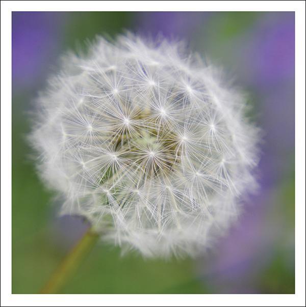 snozzle-dandelion-clock-trauerkarte-beileid-pusteblume-splimple image 1