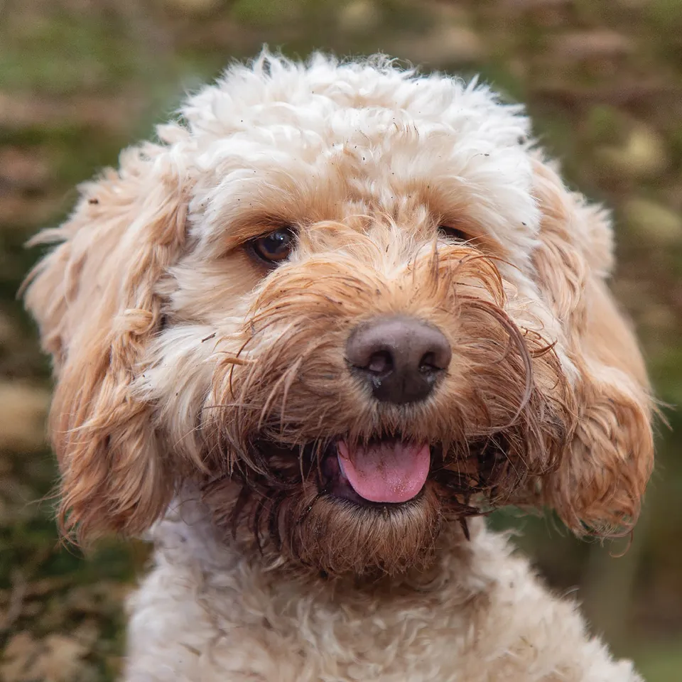 otter-house-greetings-cards-alex-sharp-dogs-cockapoo-karte image 1