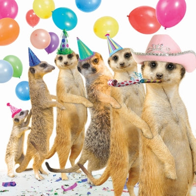 otter-house-pet-pawtrait-conga-geburtstagskarte-erdm-nnchen image 1