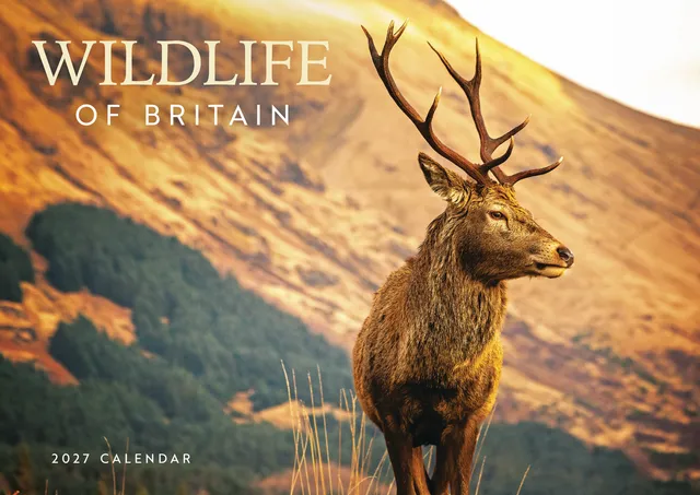 otter-house-wildlife-of-britain-a4-kalender-2027-tiere image 1