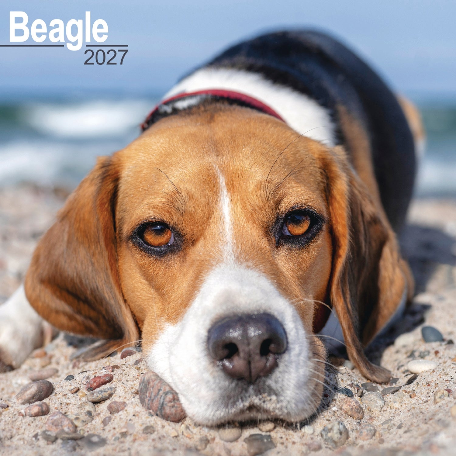 otter-house-beagle-wandkalender-2027-hunde-bilderkalender image 1