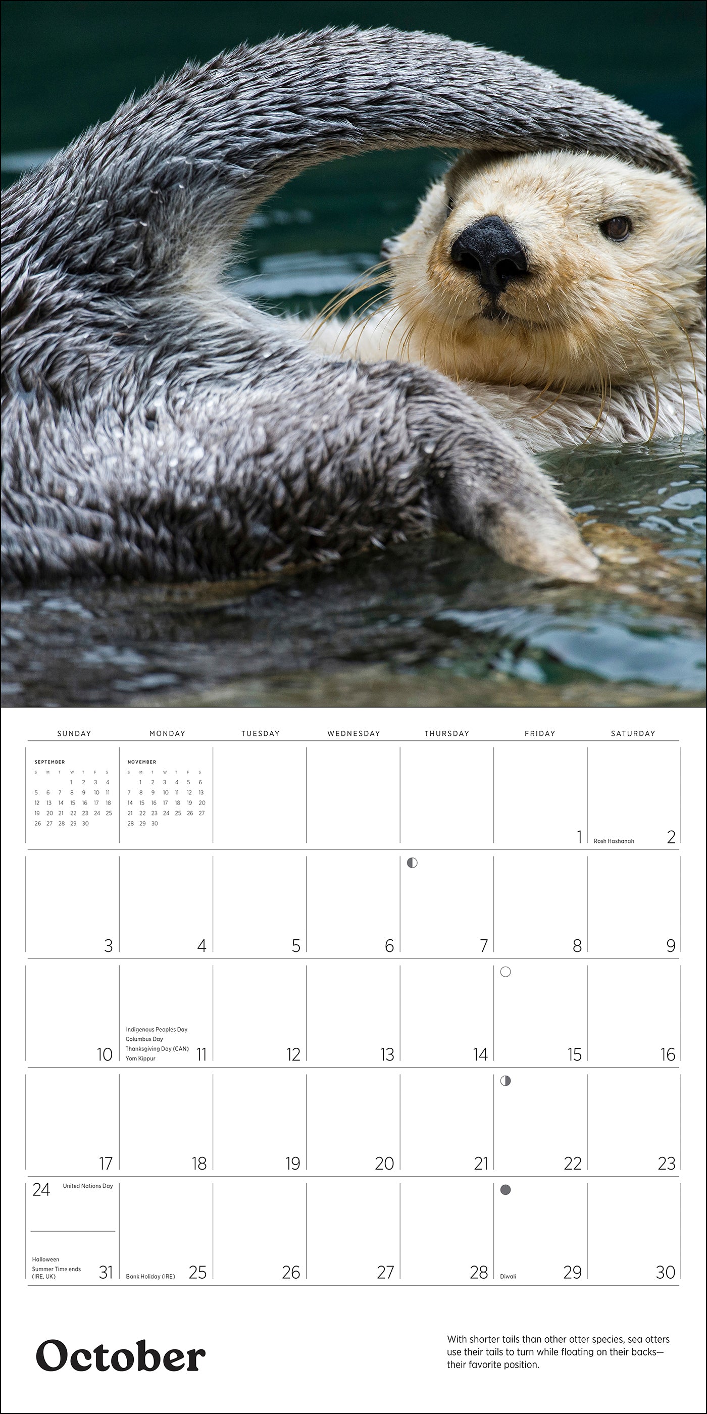 pomegranate-sea-otters-leeson-2027-wandkalender-foto image 3