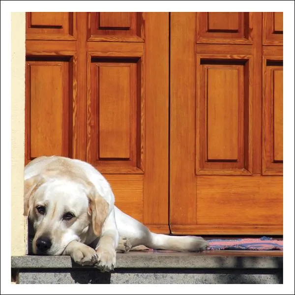 otter-house-greetings-cards-snozzle-in-your-time-trauerkarte-tier image 1