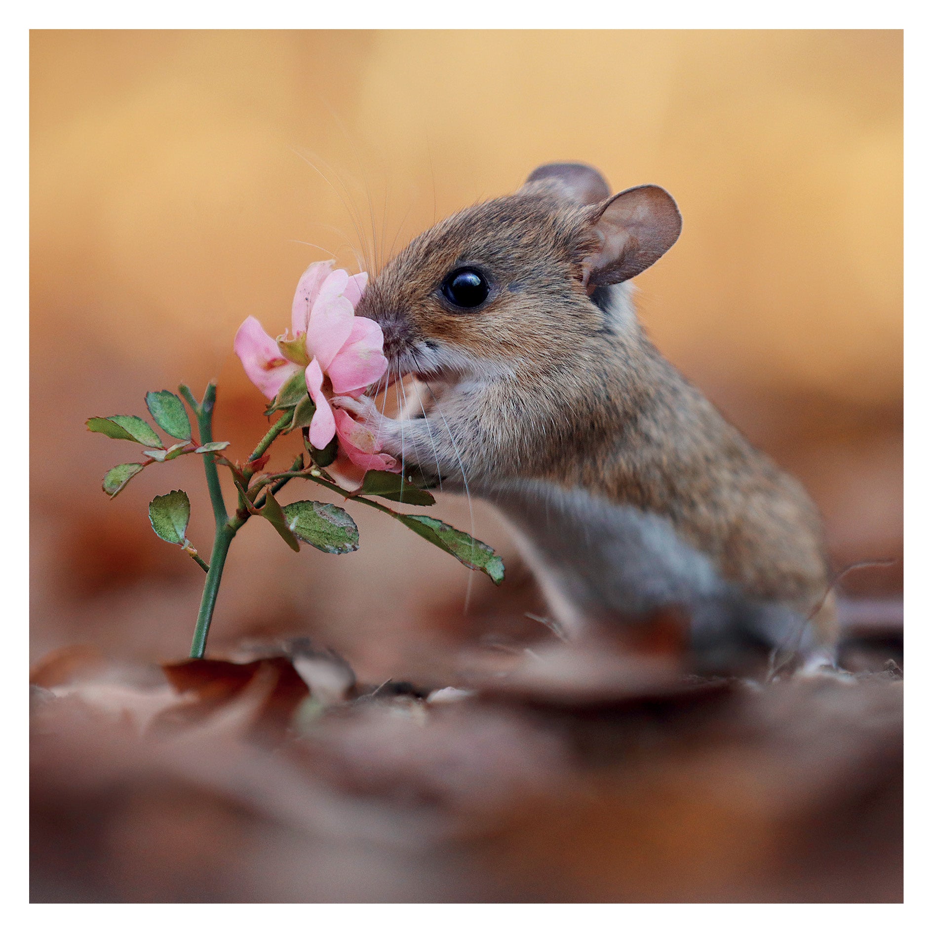 otter-house-greetings-cards-jr-wildlife-woodmouse-gru-karte-pink-flowers image 1