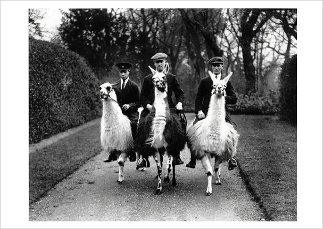 pomegranate-ampthill-house-llama-farm-postkarte-tiere image 1