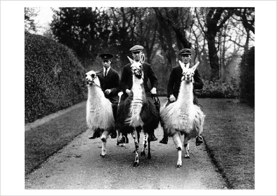 pomegranate-ampthill-house-llama-farm-postkarte-tiere image 1