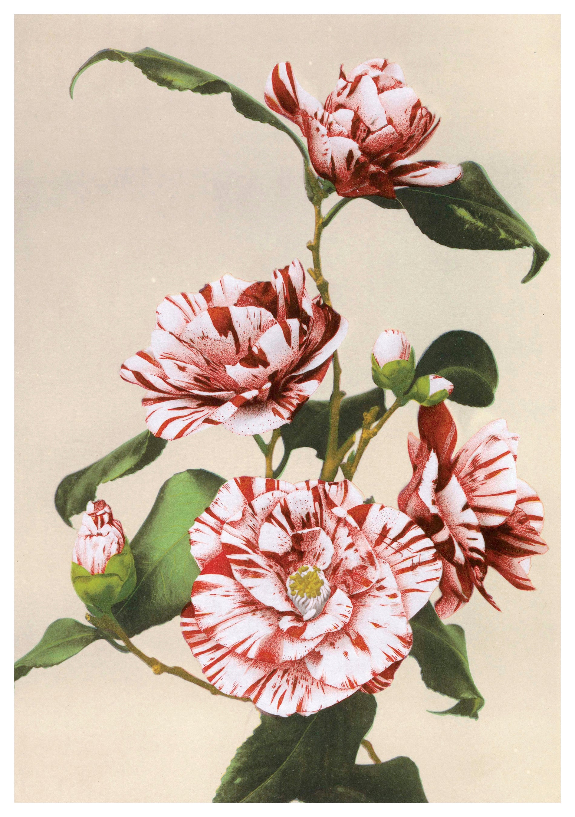 pomegranate-birthday-cards-ogawa-camellias-geburtstagskarte image 1