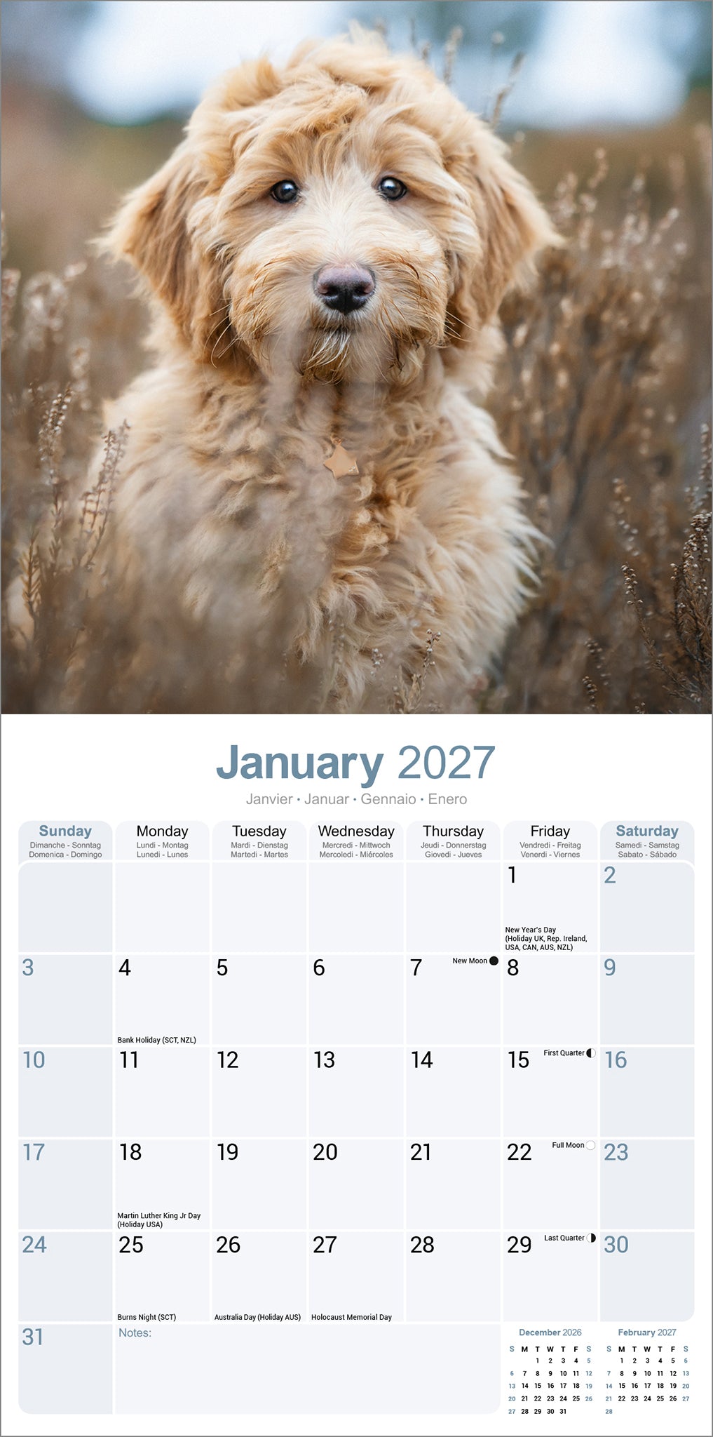 otter-house-labradoodle-wall-calendar-2027-wandkalender-hunde image 3