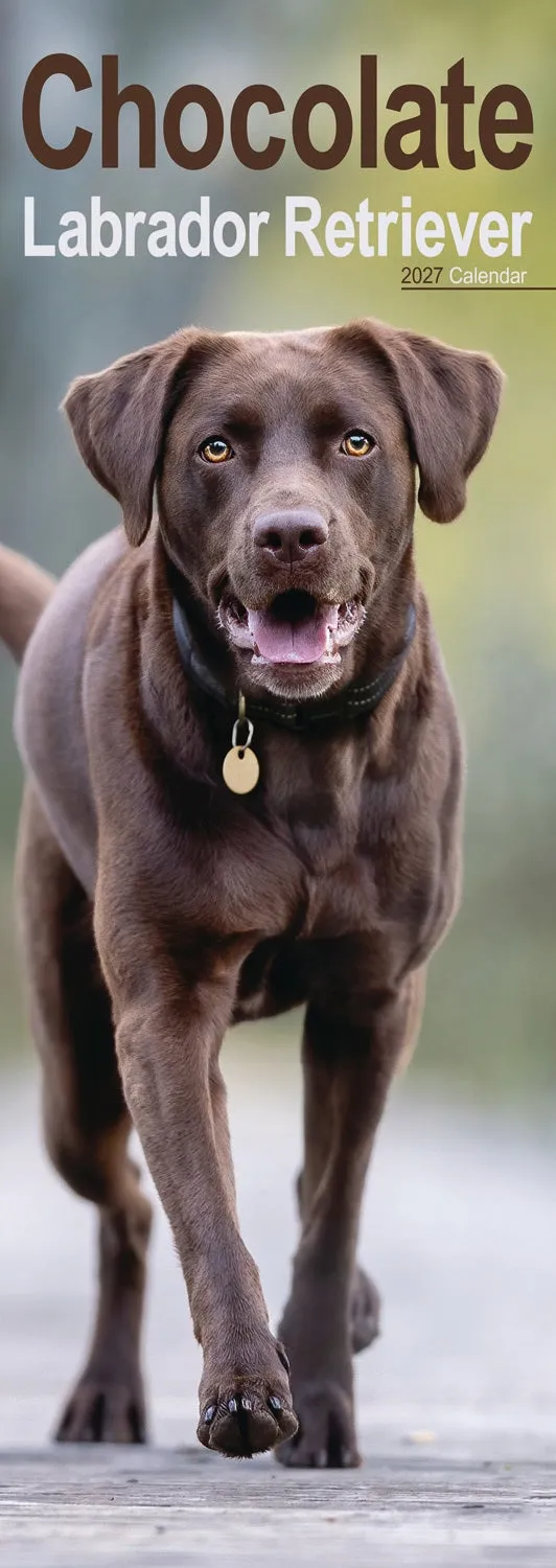 otter-house-labrador-retriever-slim-kalender-2027-hunde image 1