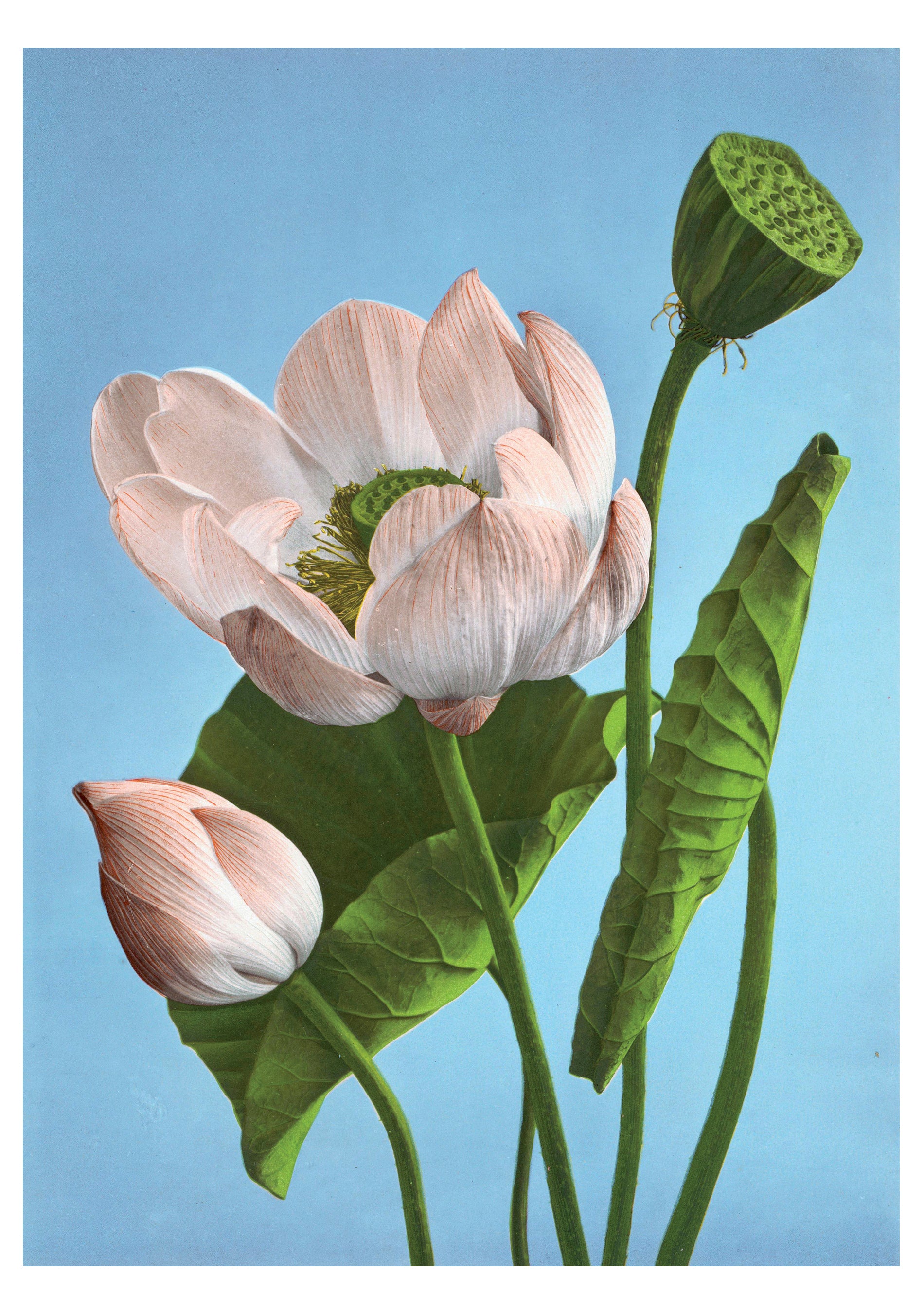 pomegranate-blank-notecards-kazumasa-ogawa-lotuses-klappkarte-blanko image 1