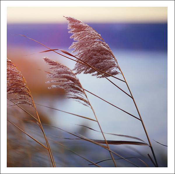 otter-house-greetings-cards-trauerkarte-snozzle-reed-only image 1
