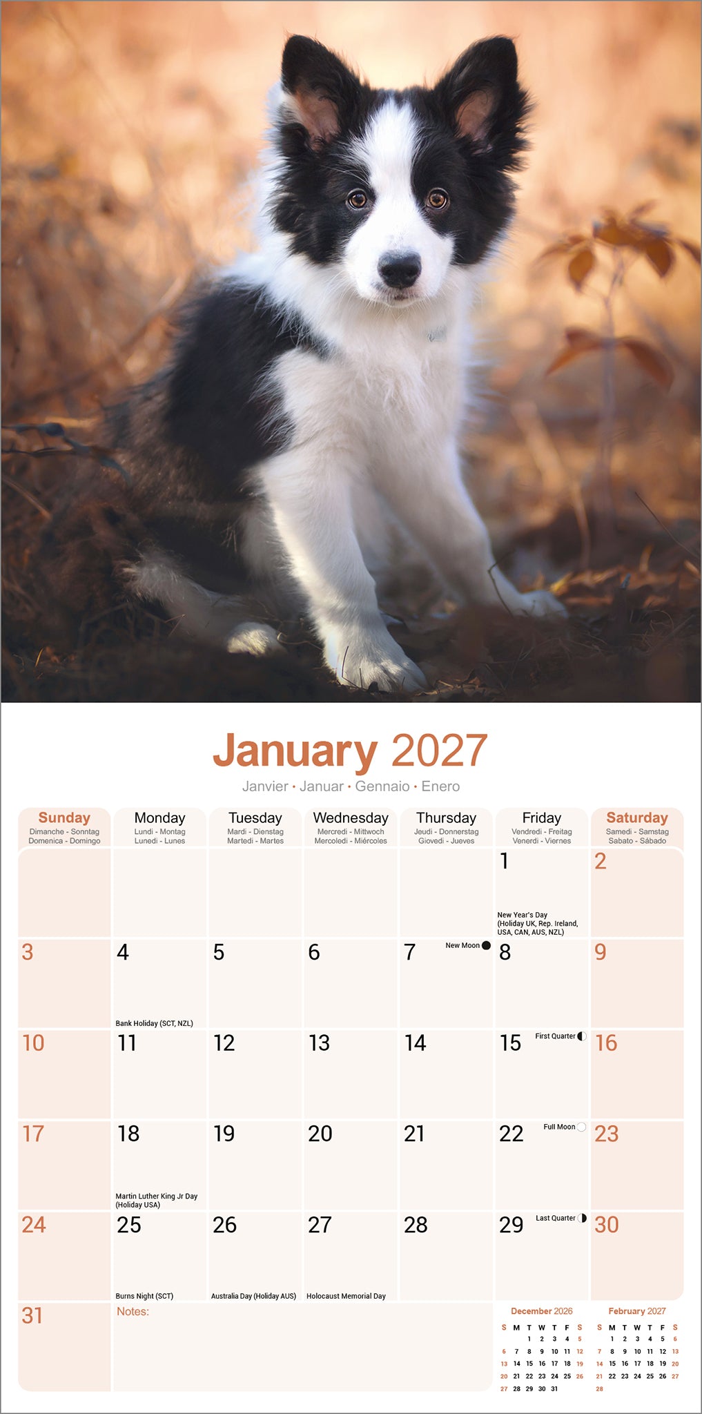 otter-house-border-collie-wandkalender-2027-hunde image 3
