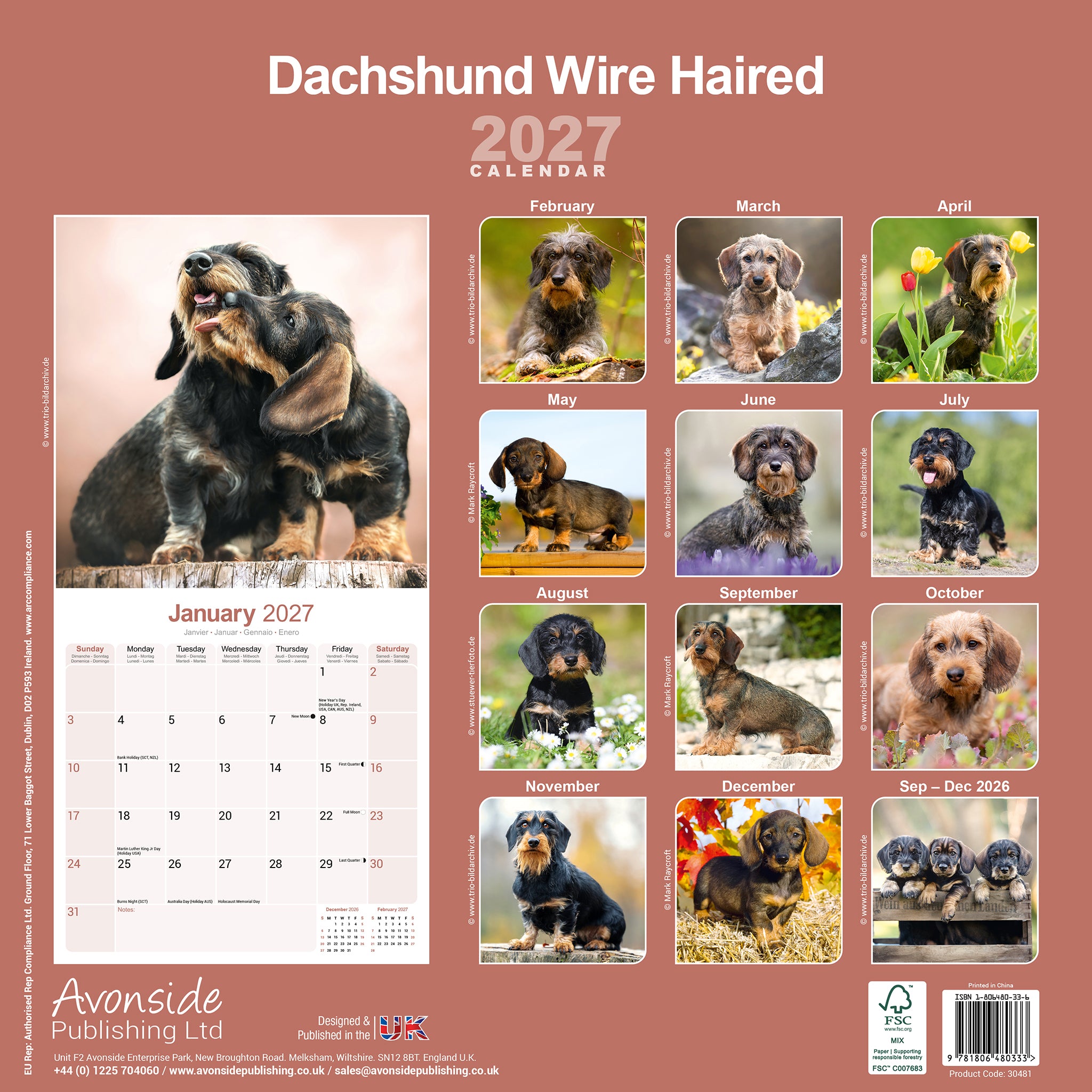 otter-house-dachshunds-wirehaired-wandkalender-2027-rauhaardackel image 2
