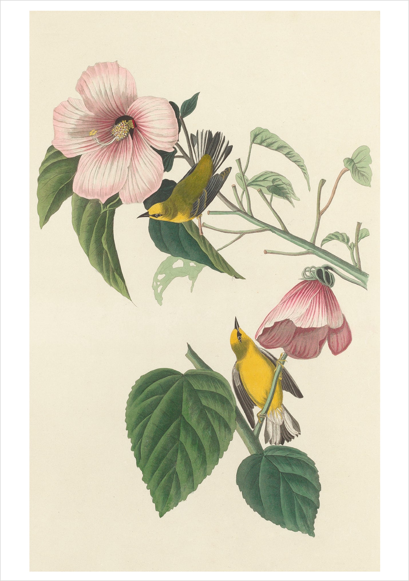 pomegranate-audubon-songbirds-klappkarten-set-v-gel-20-st image 2