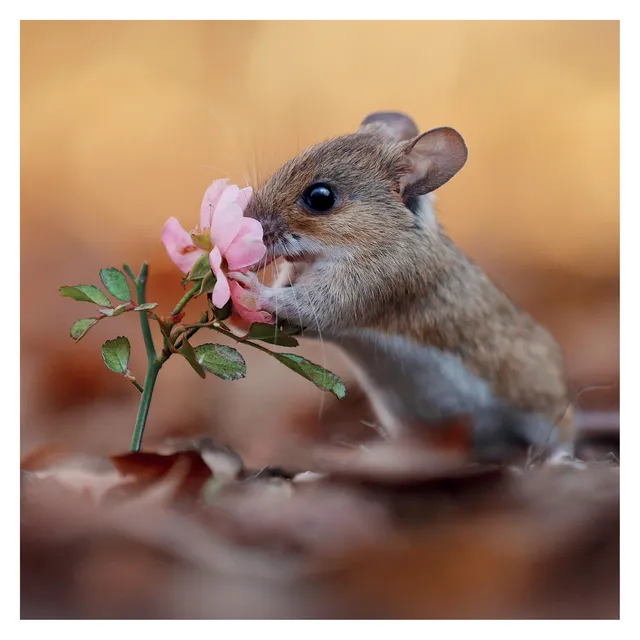 otter-house-greetings-cards-jr-wildlife-woodmouse-gru-karte-pink-flowers image 1
