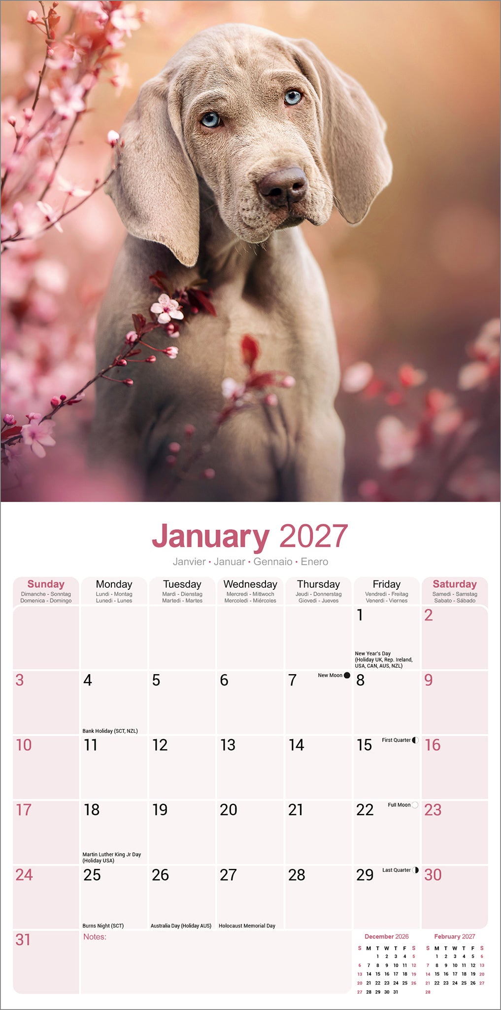 otter-house-weimaraner-wandkalender-2027-hundekalender image 3