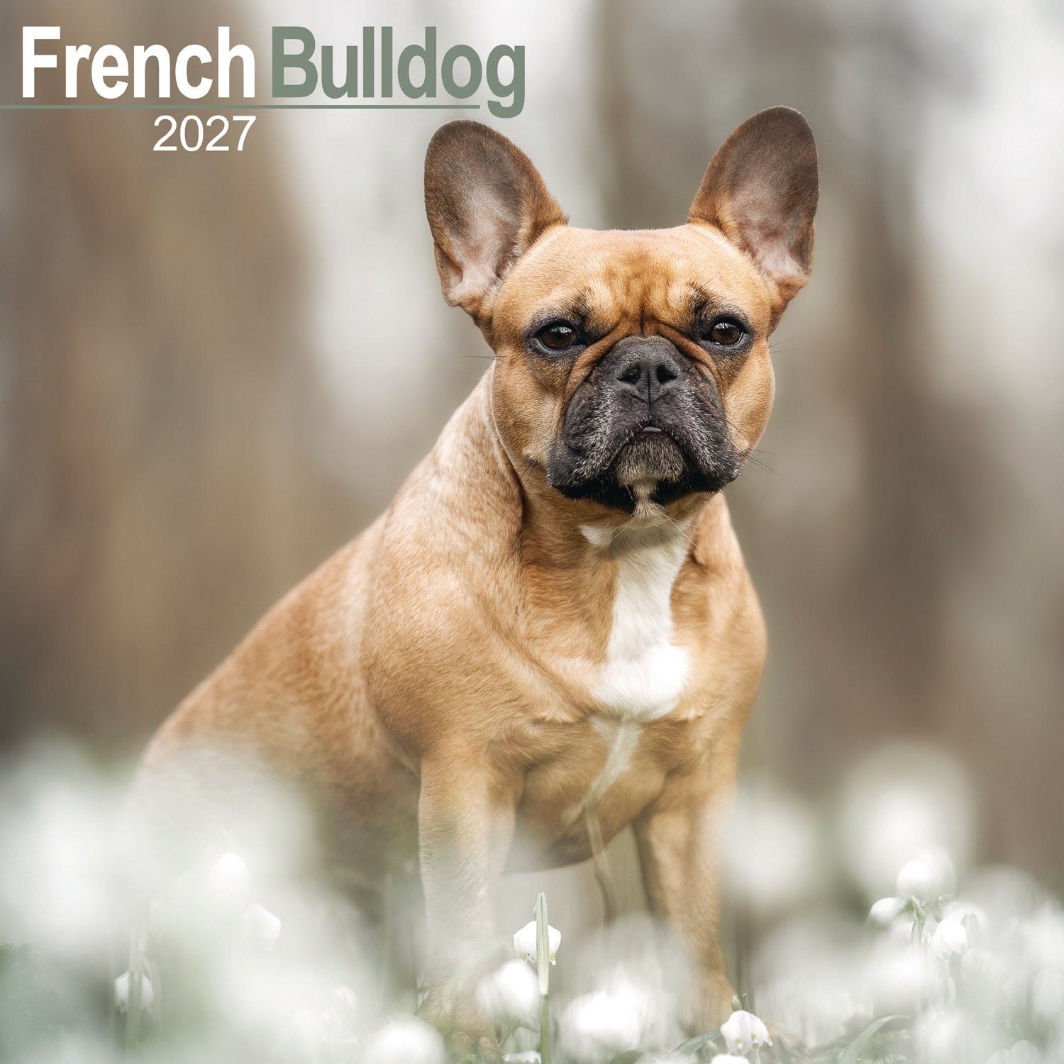 otter-house-french-bulldog-wandkalender-2027-hunde image 1