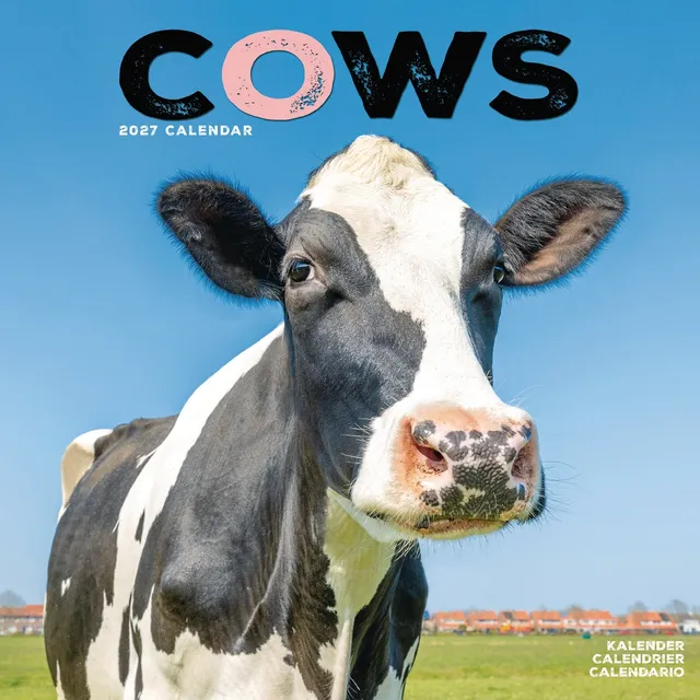 otter-house-cows-wall-calendar-2027-wandkalender-k-he image 1