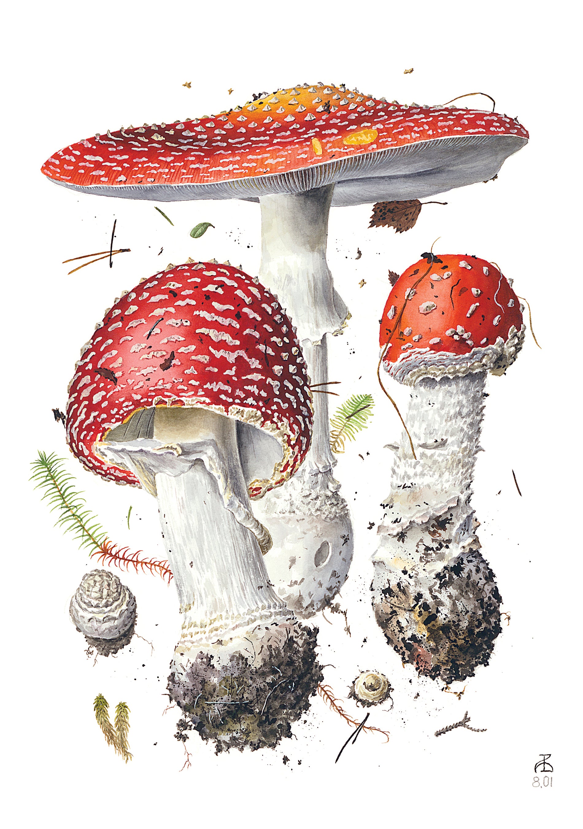 pomegranate-mushrooms-viazmensky-kartenbox-20-klappkarten image 2