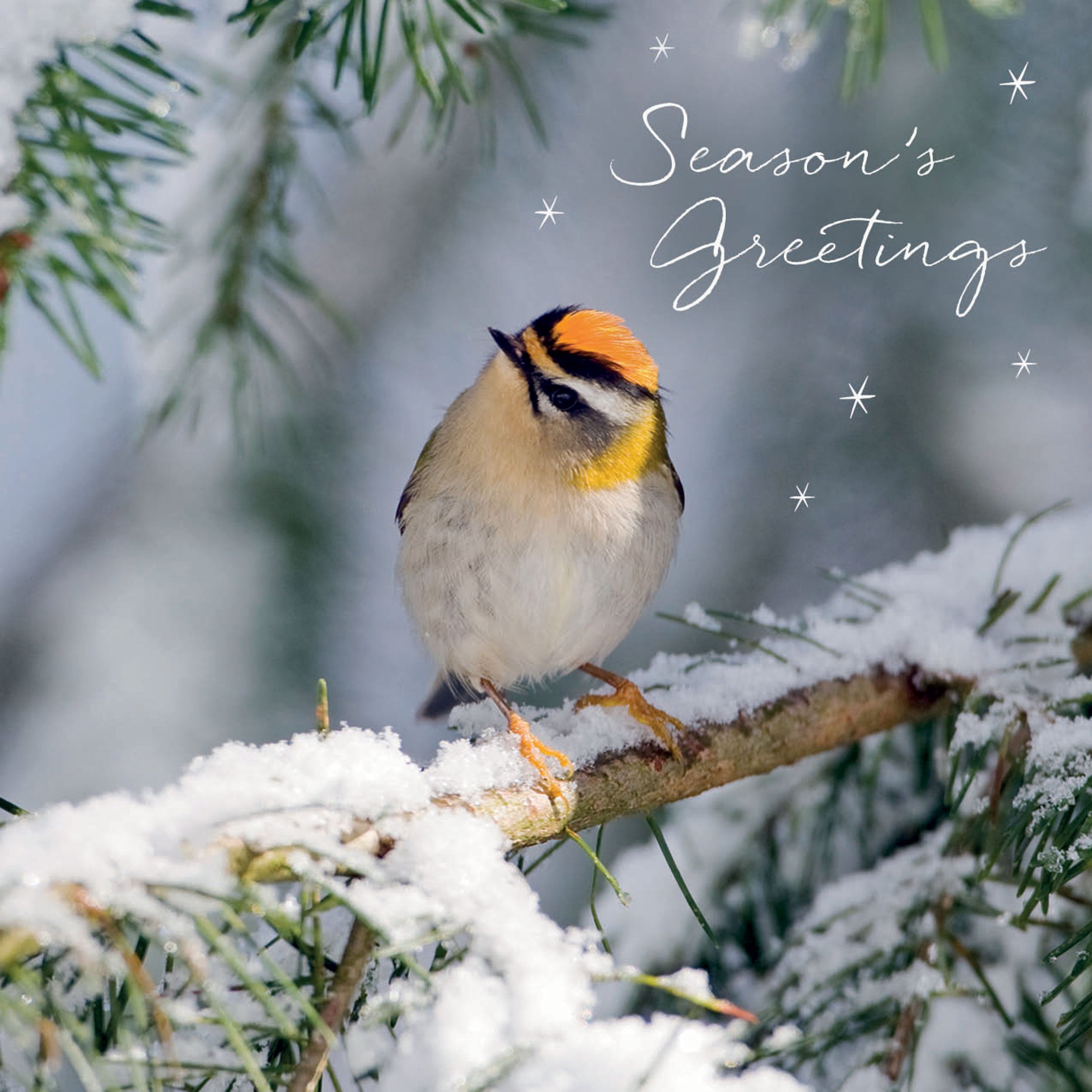 otter-house-christmas-weihnachtskarten-10er-pack-snowy-firecrest-vogel image 1
