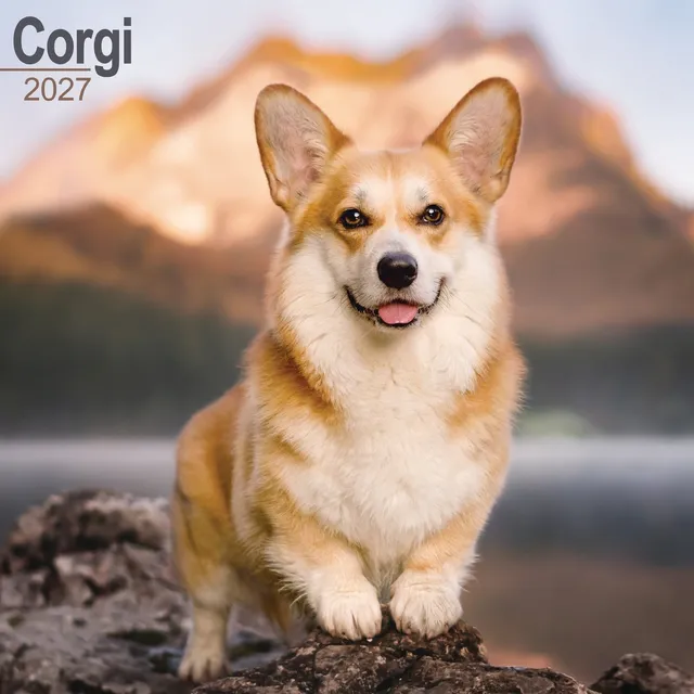 otter-house-corgi-wandkalender-2027-hundekalender image 1
