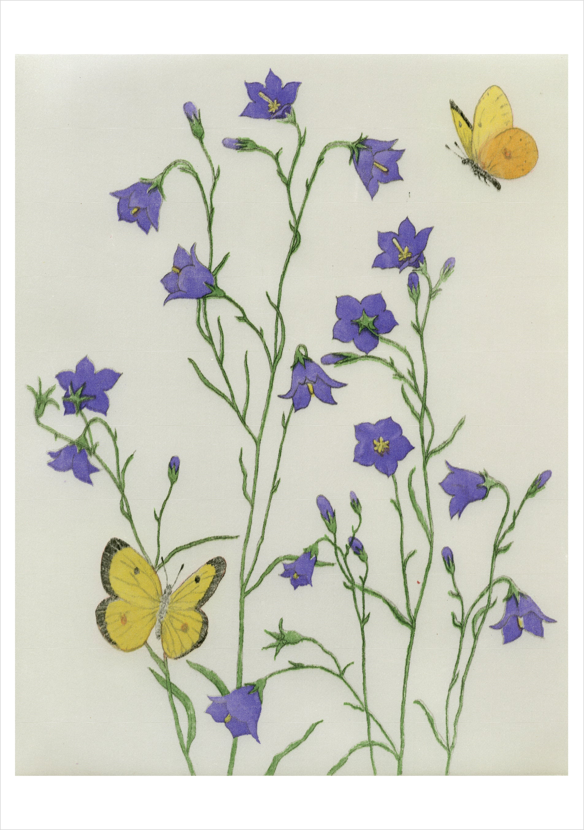 pomegranate-birthday-cards-maurice-r-bebb-harebells-geburtstagskarte image 1