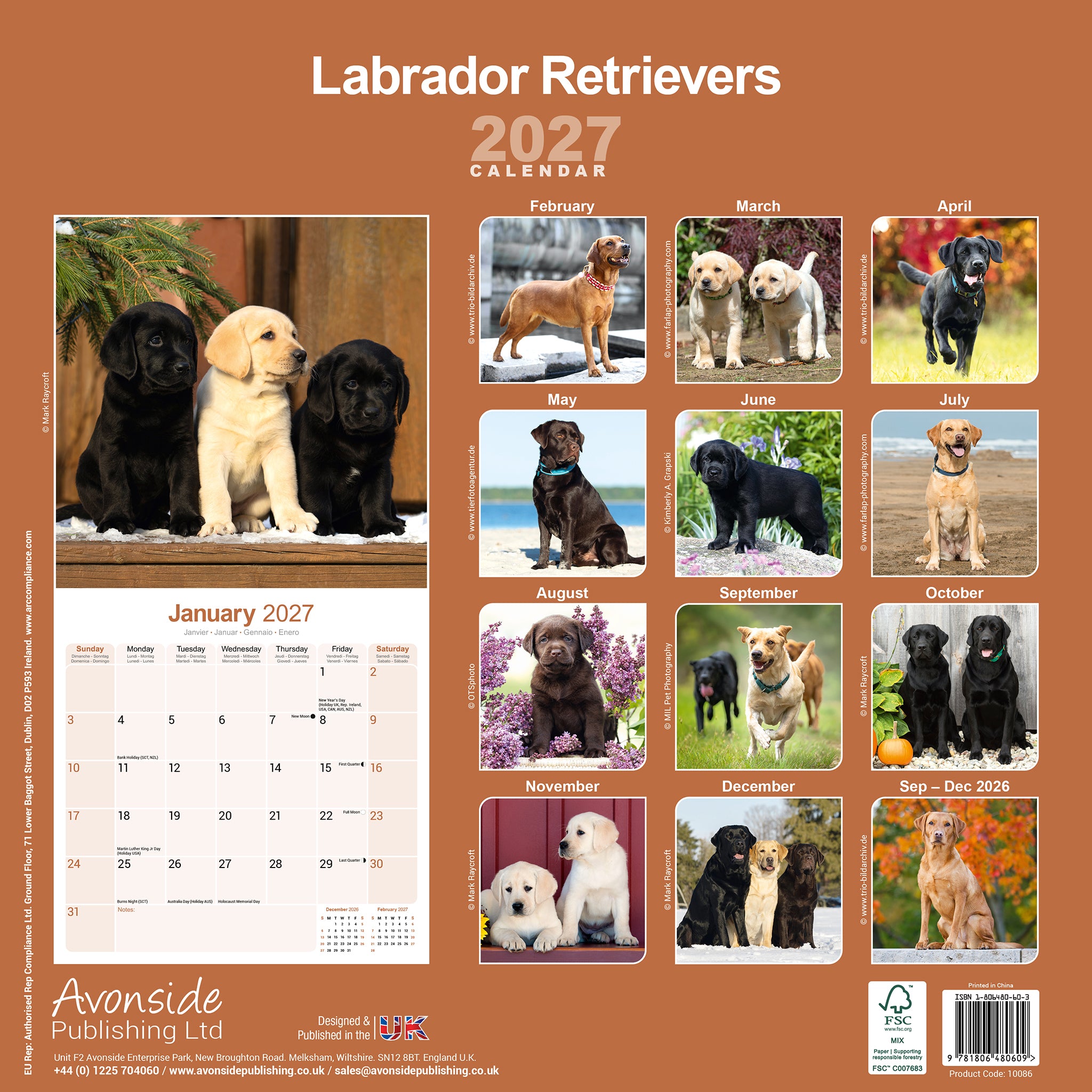 otter-house-labrador-retrievers-wandkalender-2027-hunde image 2