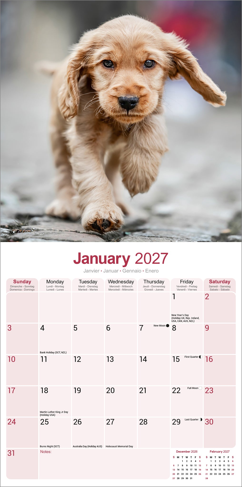 otter-house-cocker-spaniel-wandkalender-2027-hunde image 3