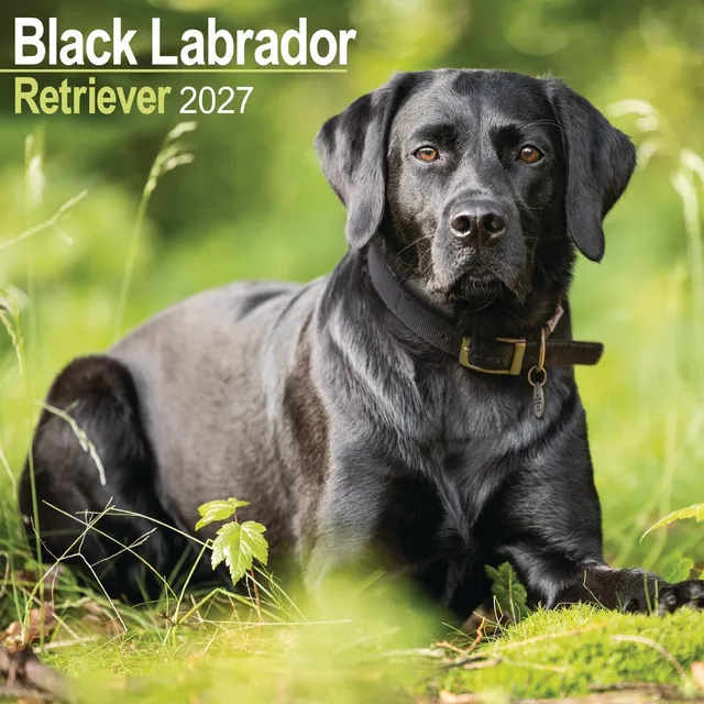 otter-house-labrador-retriever-black-wandkalender-2027-hunde image 1