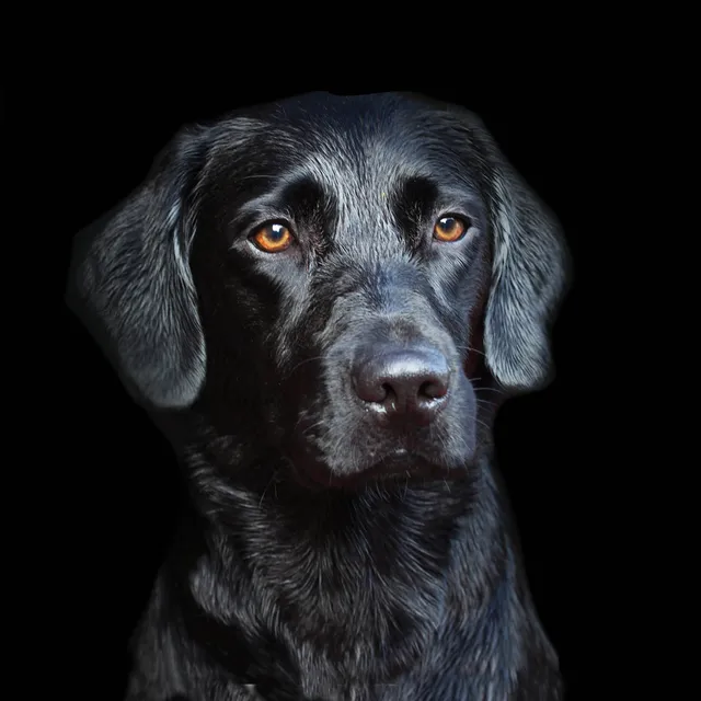 otter-house-alex-sharp-black-labrador-gru-karte-hund image 1