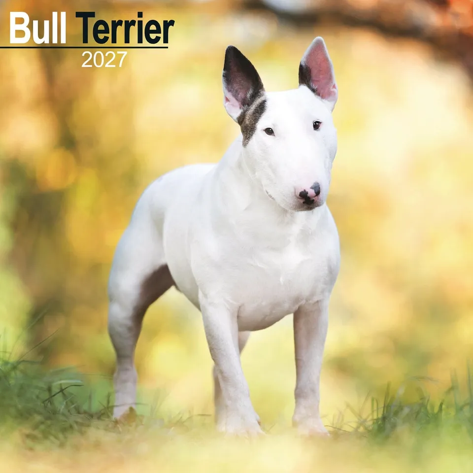 otter-house-bull-terrier-wandkalender-2027-hunde image 1