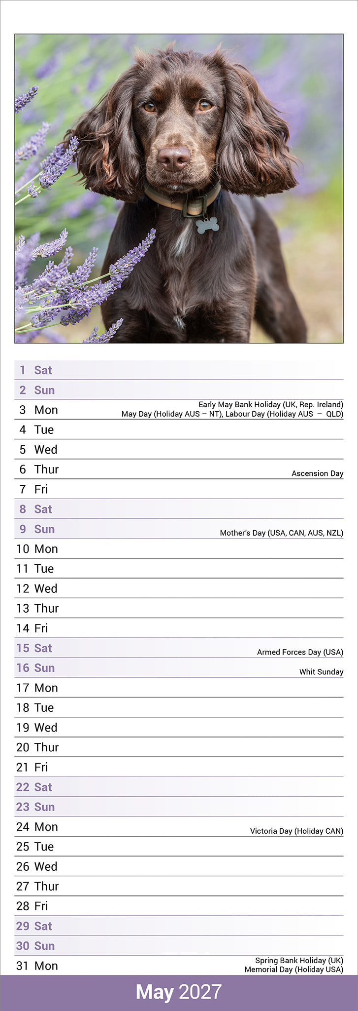 otter-house-english-cocker-spaniel-slim-kalender-2027-hunde image 3