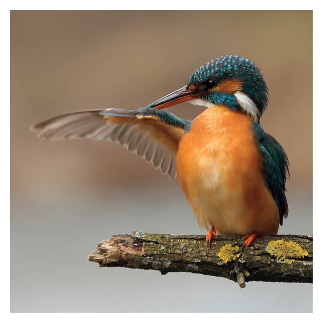 otter-house-jr-wildlife-kingfisher-fotokarte-eisvogel image 1