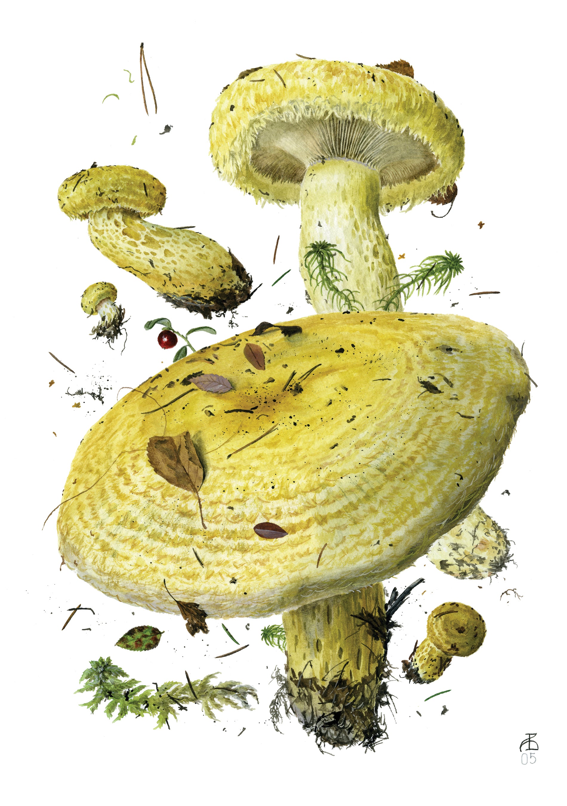 pomegranate-mushrooms-viazmensky-kartenbox-20-klappkarten image 4