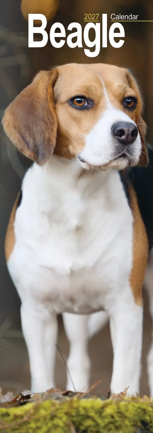 otter-house-beagle-slim-kalender-2027-hundekalender image 1