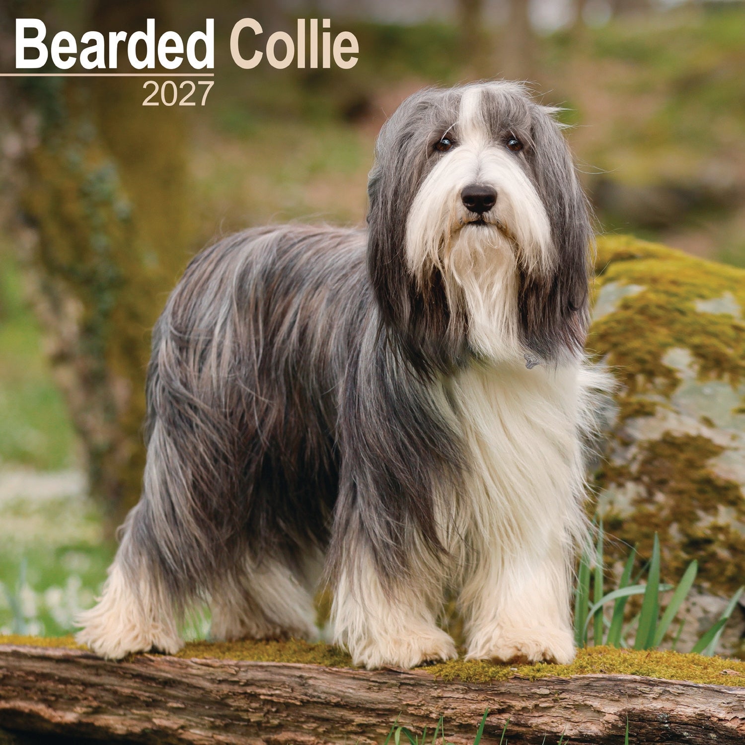 otter-house-bearded-collie-wandkalender-2027-hund image 1