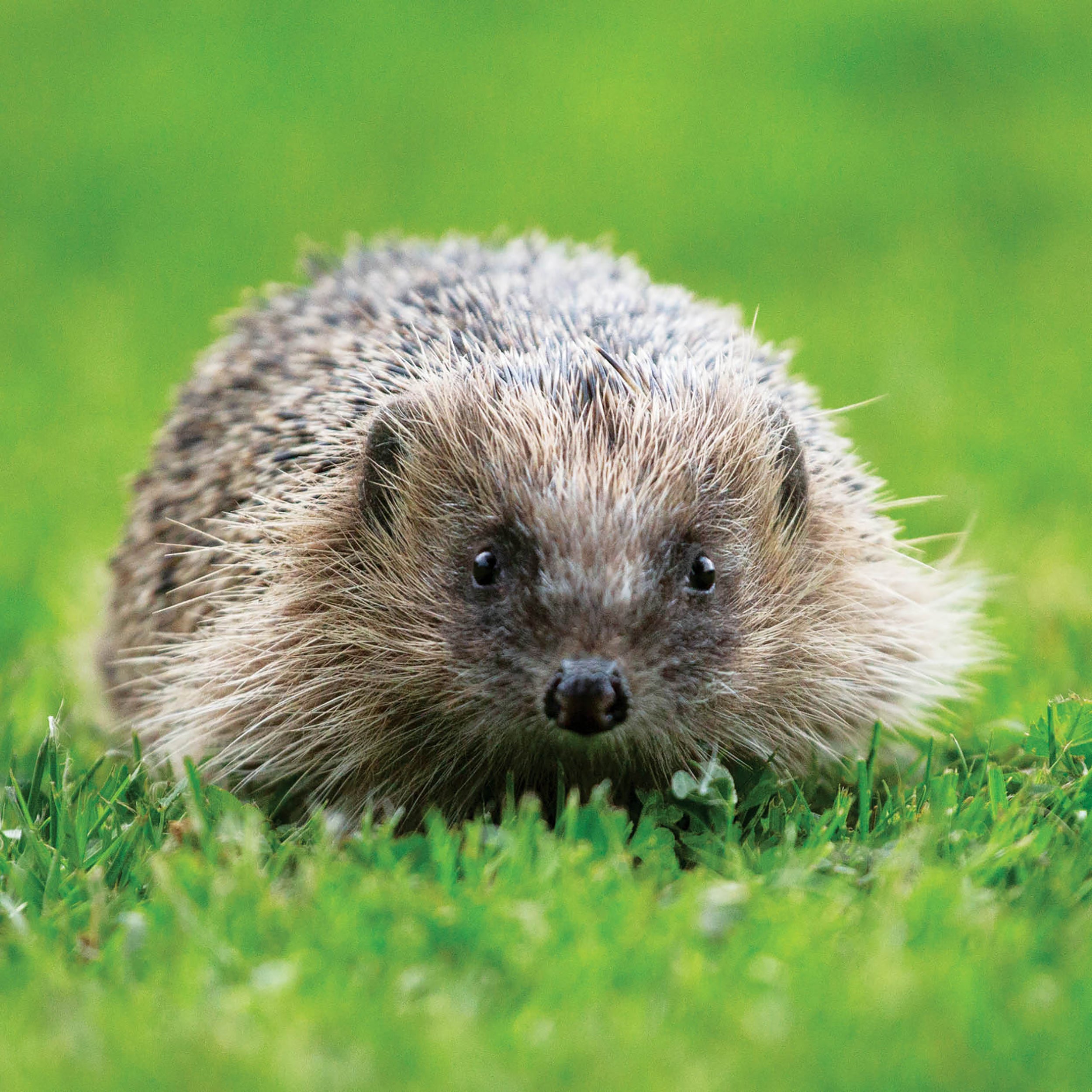otter-house-alex-sharp-grusskarte-igel-wildlife image 1