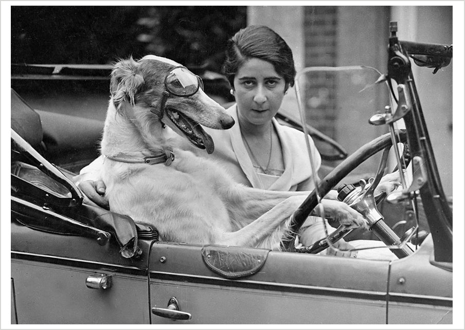 pomegranate-taking-the-wheel-postkarte-hund-humor-einzelkarte image 1