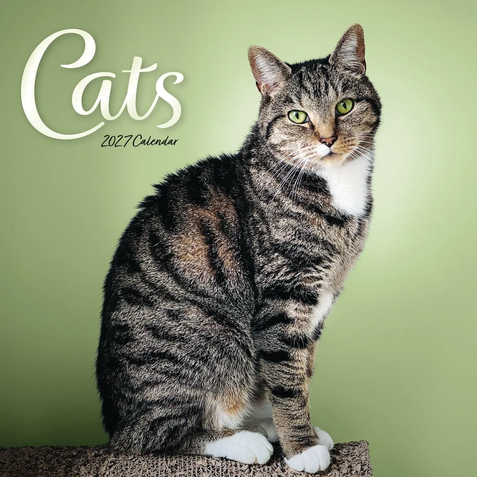 otter-house-cats-wandkalender-2027-mit-katzenbildern image 1