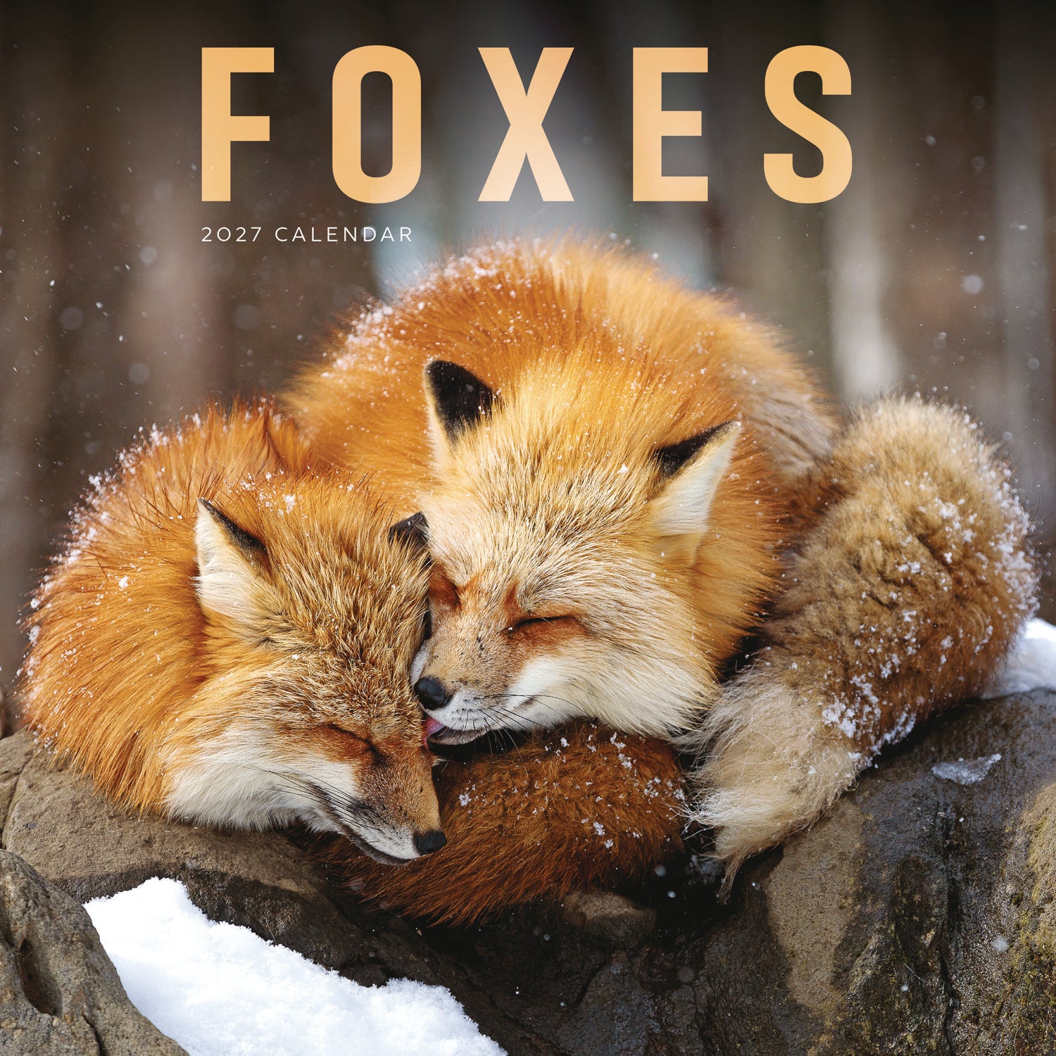 otter-house-foxes-wandkalender-2027-mit-tierbildern image 1