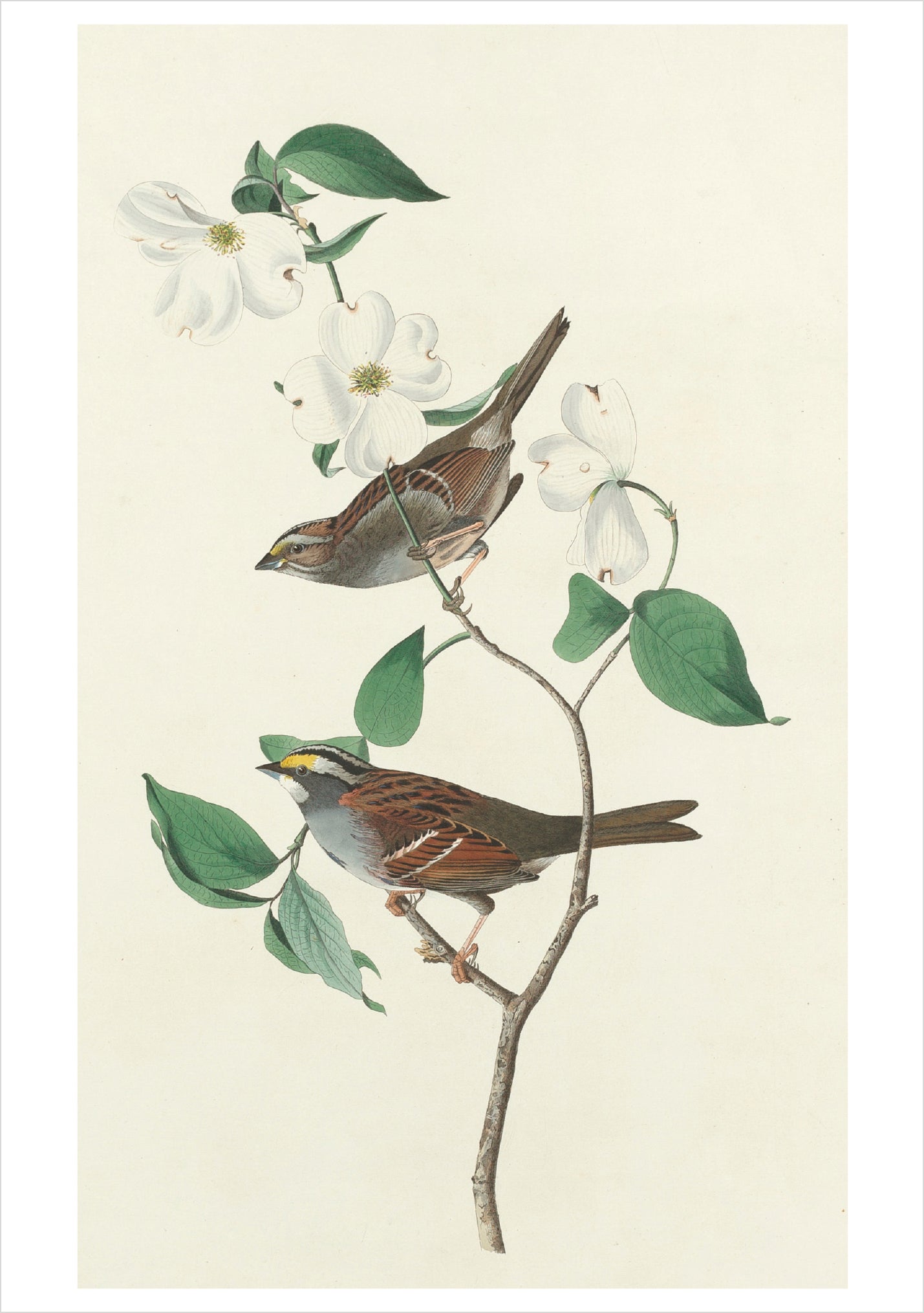 pomegranate-audubon-songbirds-klappkarten-set-v-gel-20-st image 5