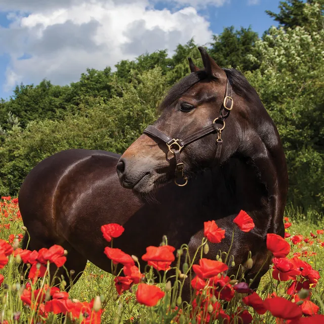 otter-house-alex-sharp-horse-in-poppy-field-gruskarte-pferd image 1