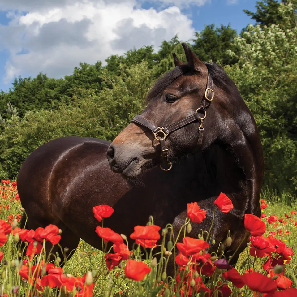 otter-house-alex-sharp-horse-in-poppy-field-gruskarte-pferd image 1