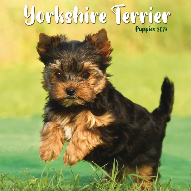 otter-house-yorkshire-terrier-puppies-mini-kalender-2027-hunde image 1