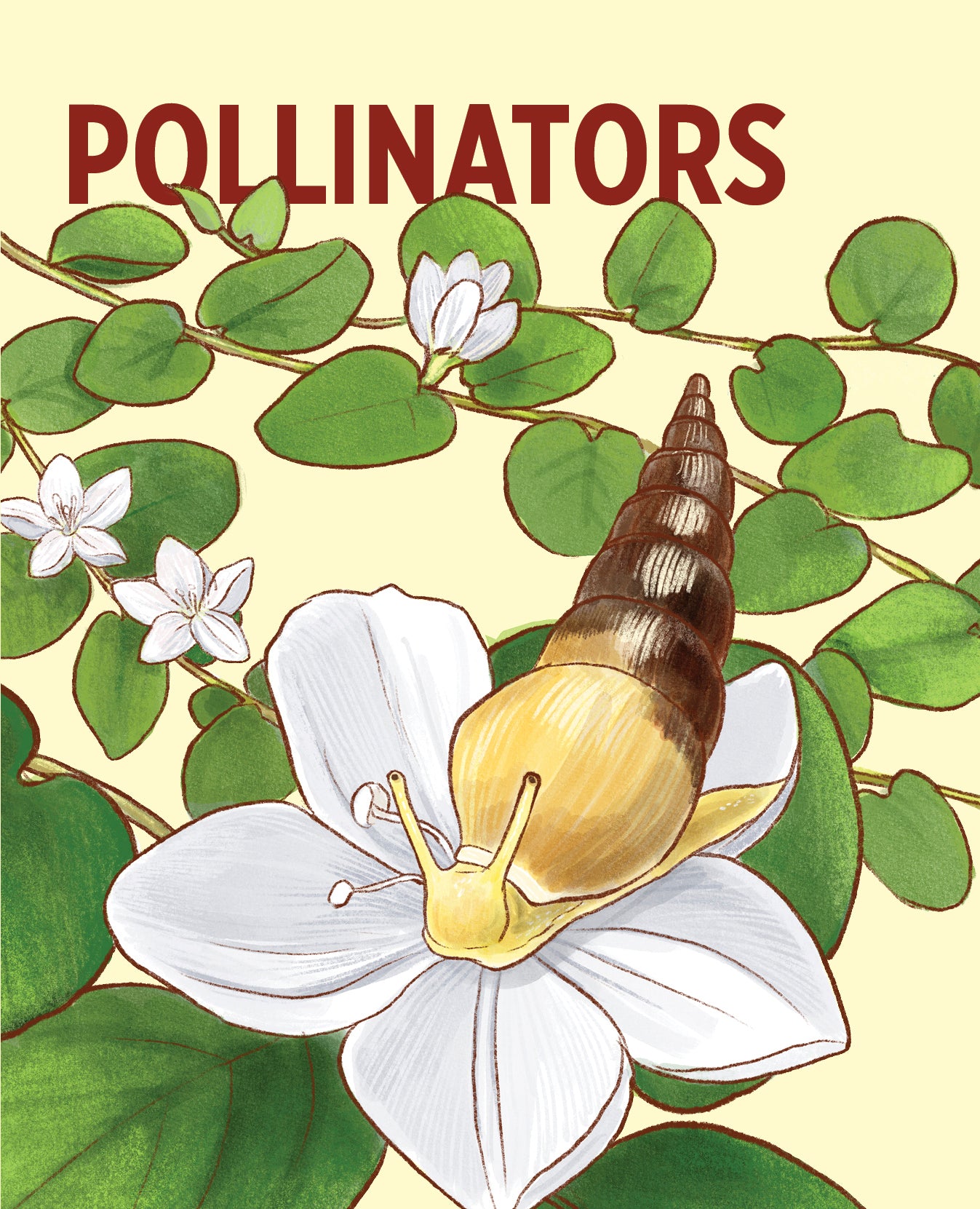 pomegranate-pollinators-knowledge-cards-lernkartei-48-karten image 2