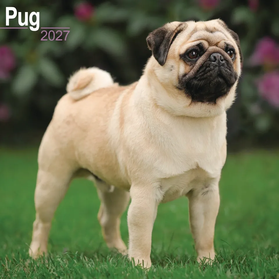 otter-house-pug-wandkalender-2027-mops-hundekalender image 1