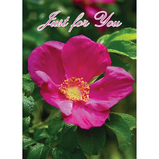 otter-house-just-for-you-mini-notecards-8er-pack-floral image 1